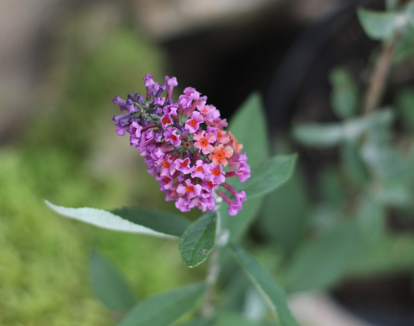 Buddleja davidii 'Flower Power'®