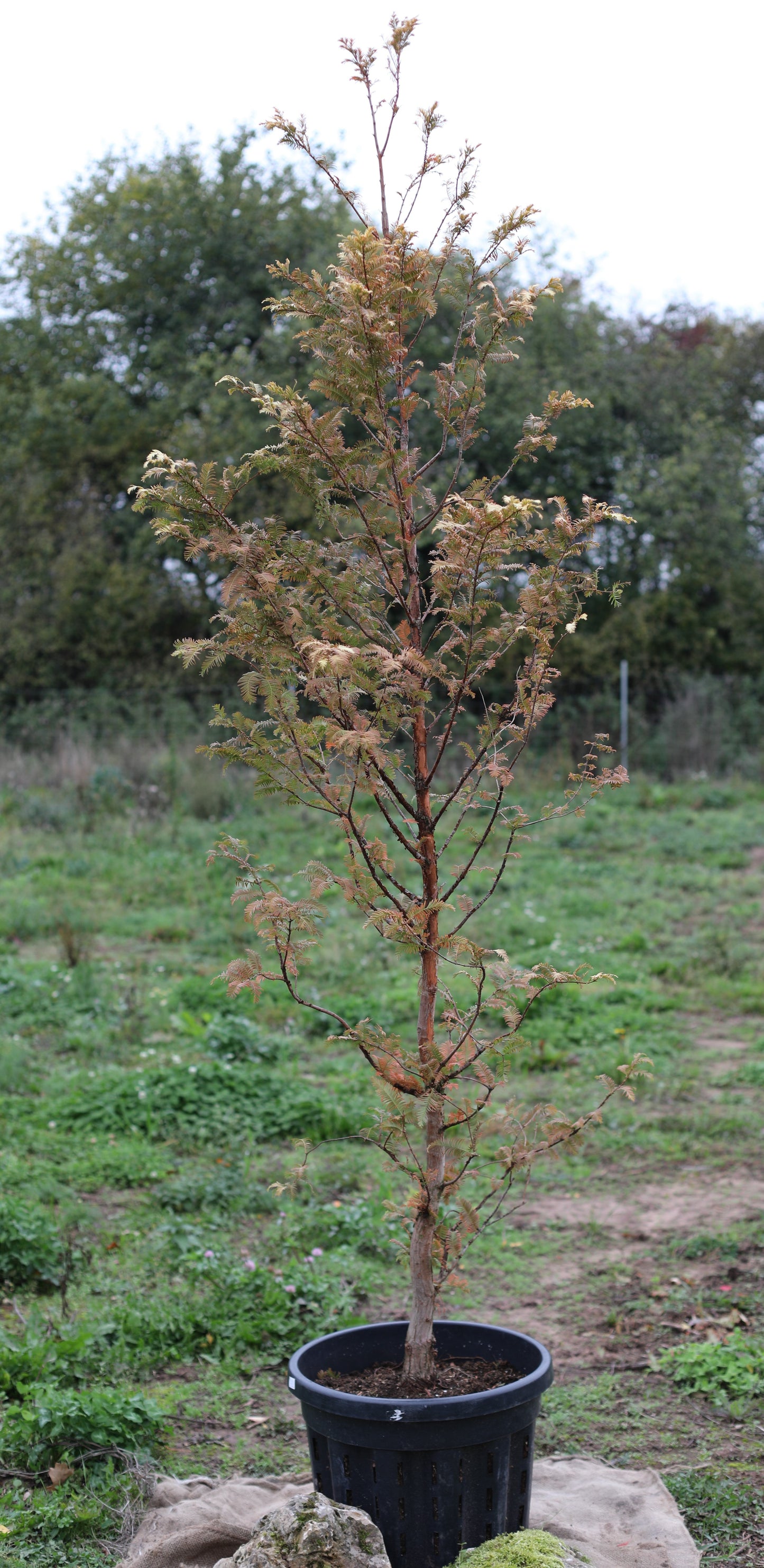 Urwelt Mammutbaum - Metasequoia glyptostroboides 'Amber Glow'