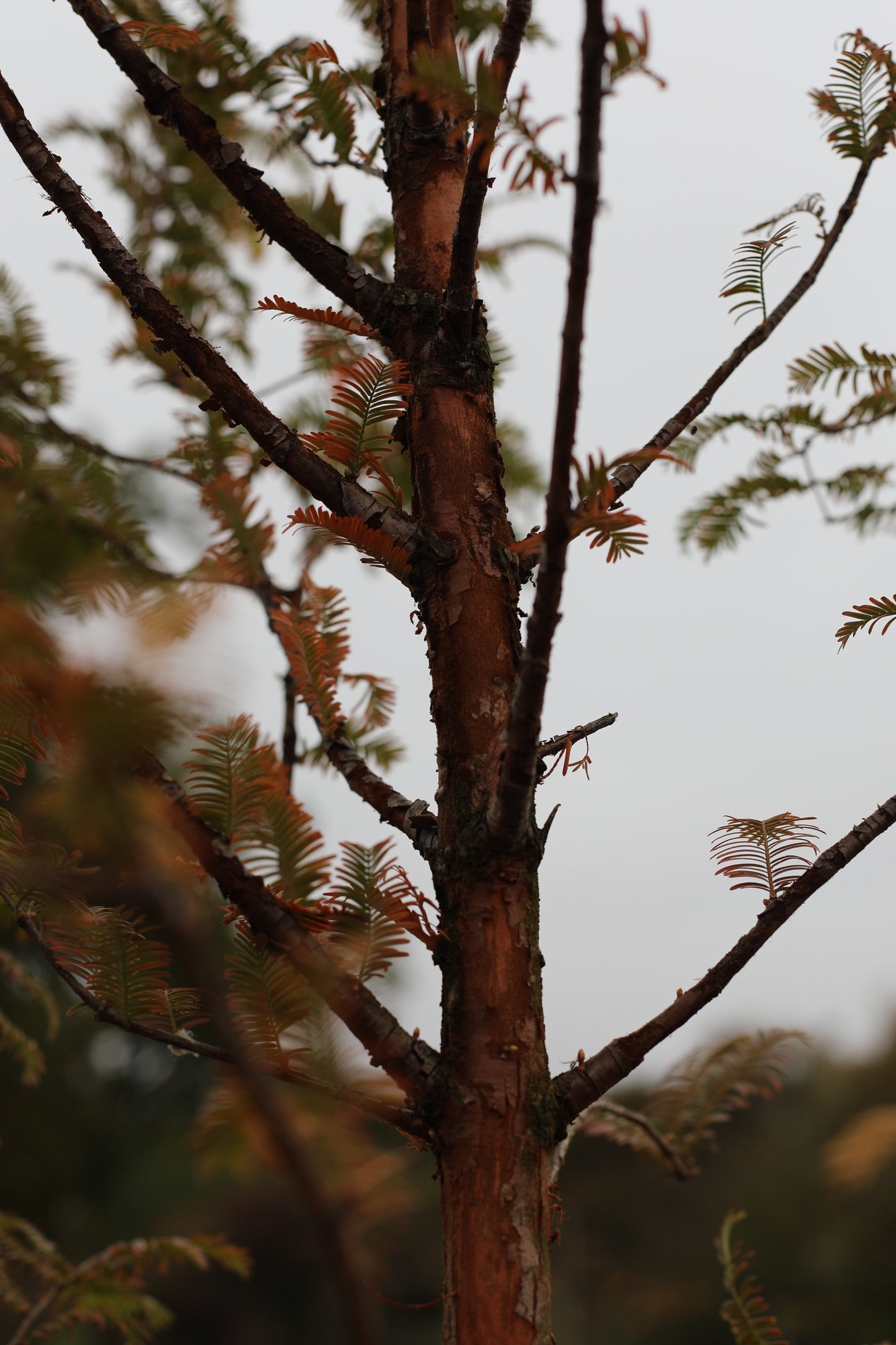 Urwelt Mammutbaum - Metasequoia glyptostroboides 'Amber Glow'