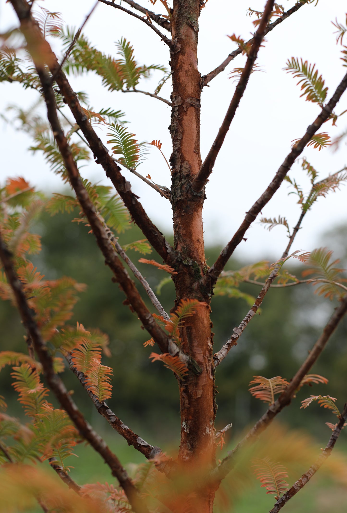 Urwelt Mammutbaum - Metasequoia glyptostroboides 'Amber Glow'