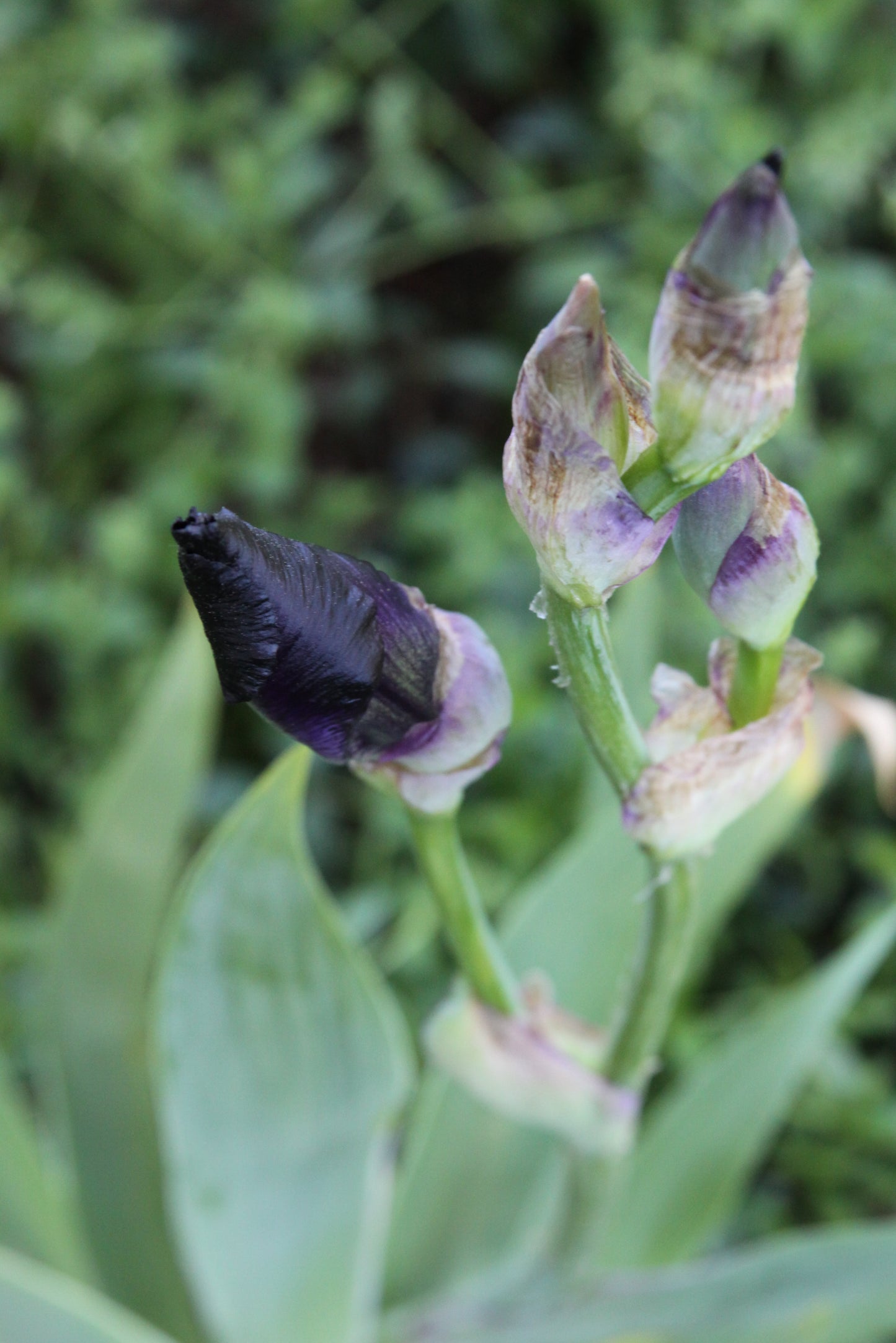 Iris x barbarta-elatior 'Black Hills'