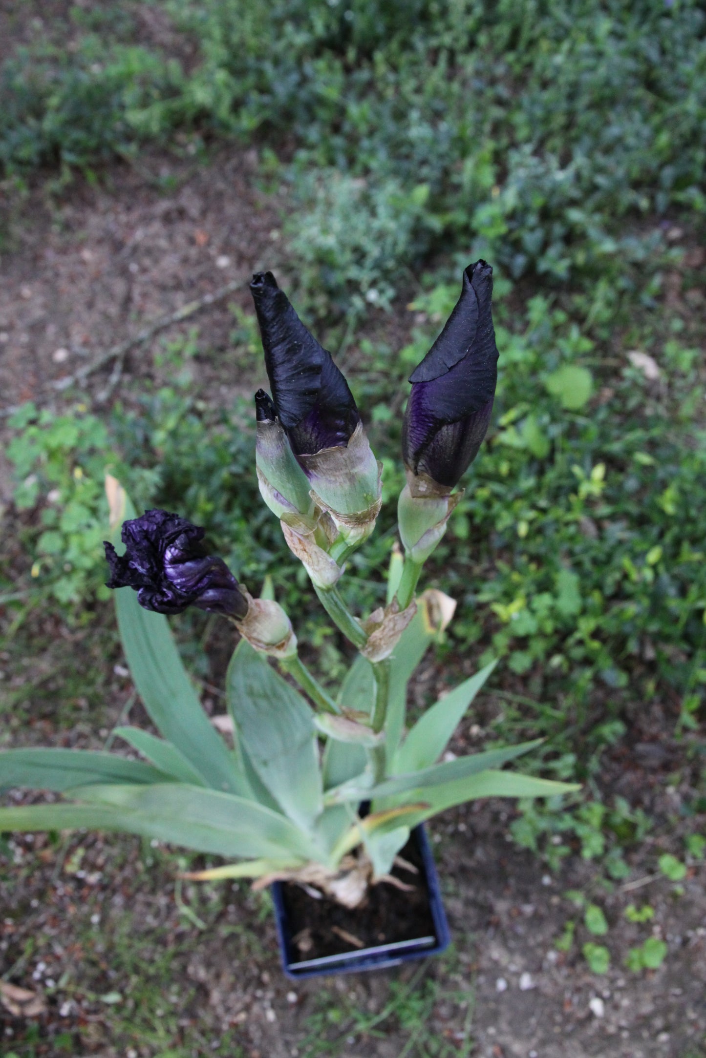 Iris x barbarta-elatior 'Black Hills'