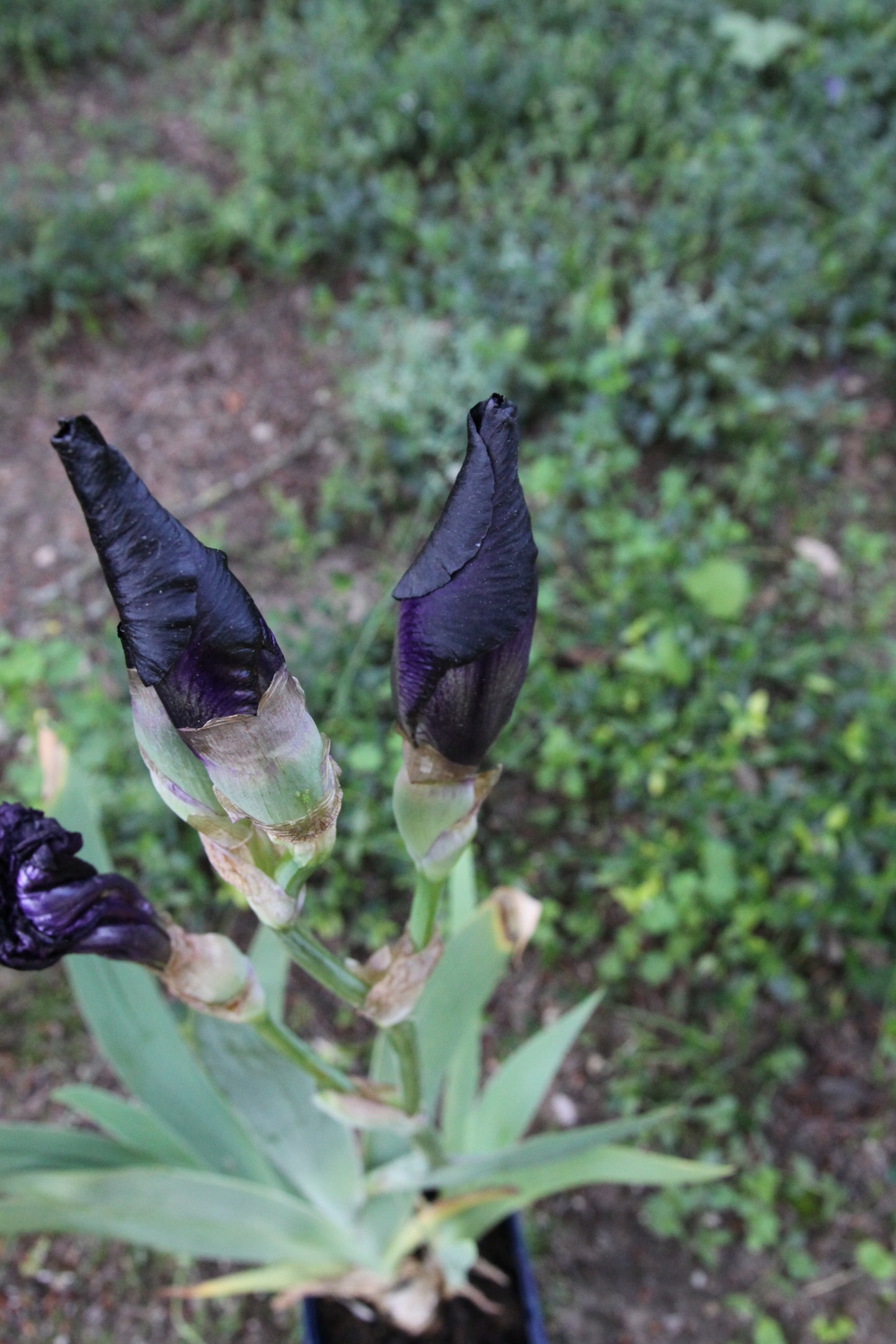 Iris x barbarta-elatior 'Black Hills'