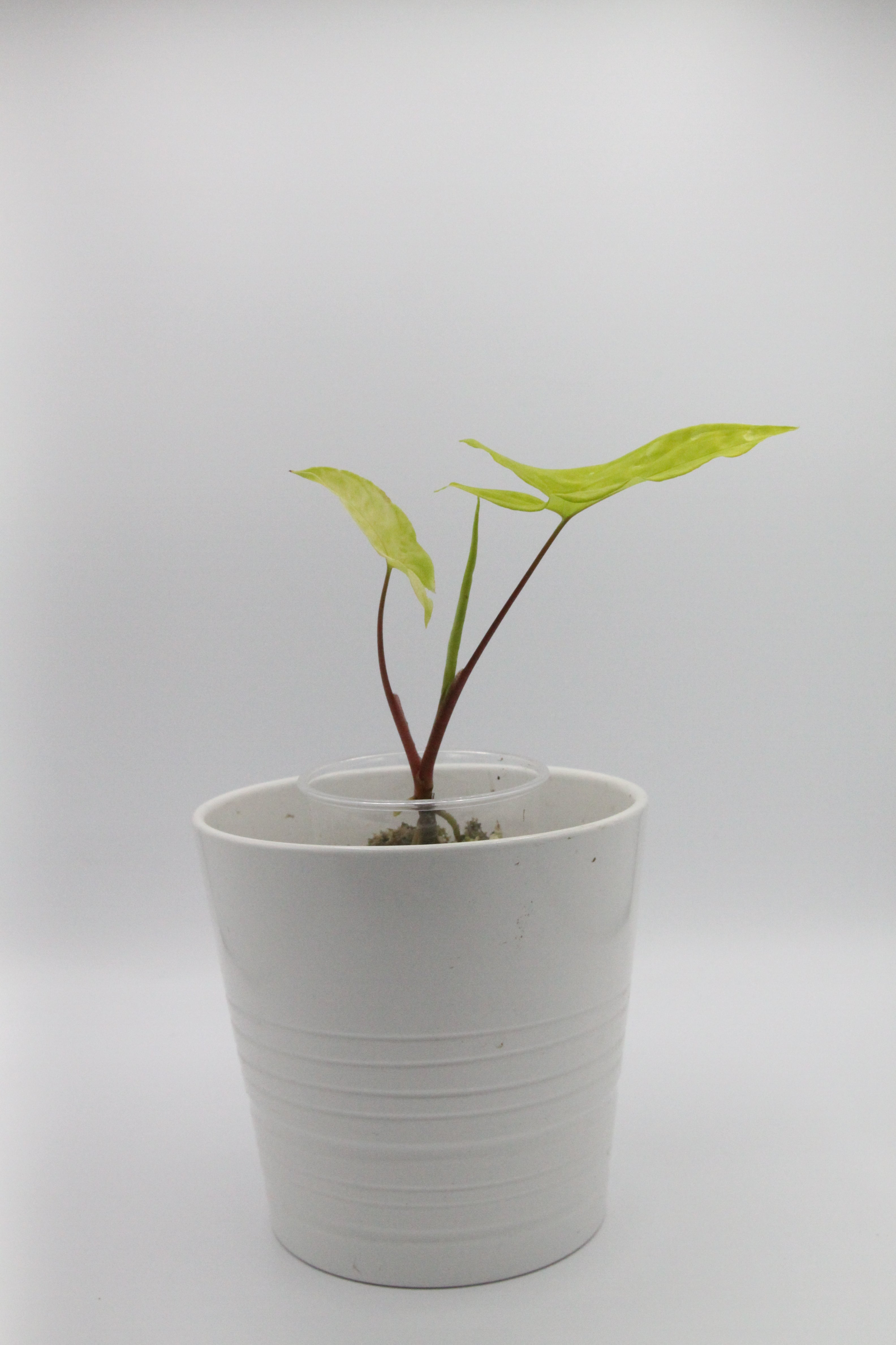 Syngonium Podophyllum Goldie Hot Plants syngonium-podophyllum-goldie-hot-plants