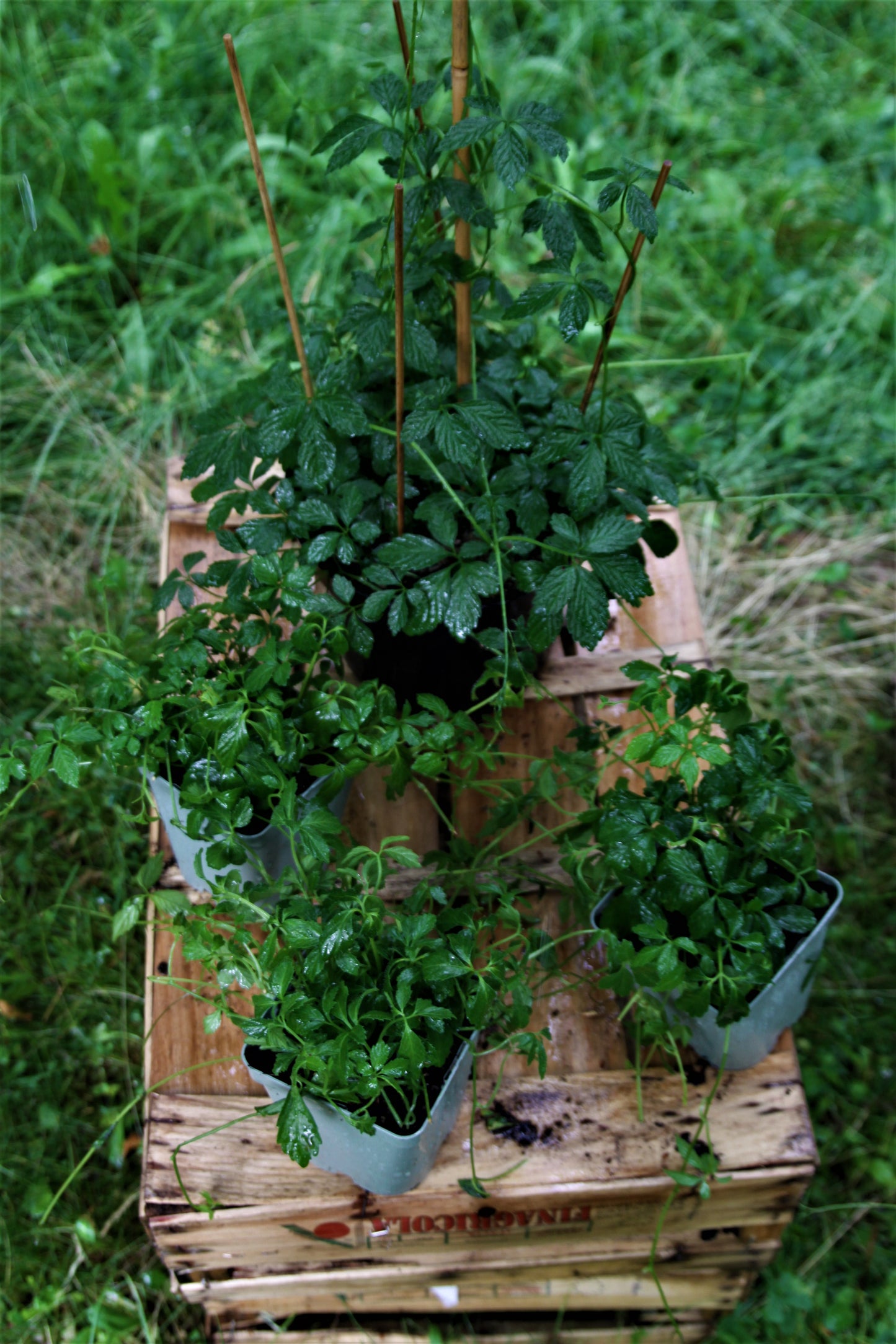 Kraut der Unsterblichkeit (Gynostemma pentaphyllum)