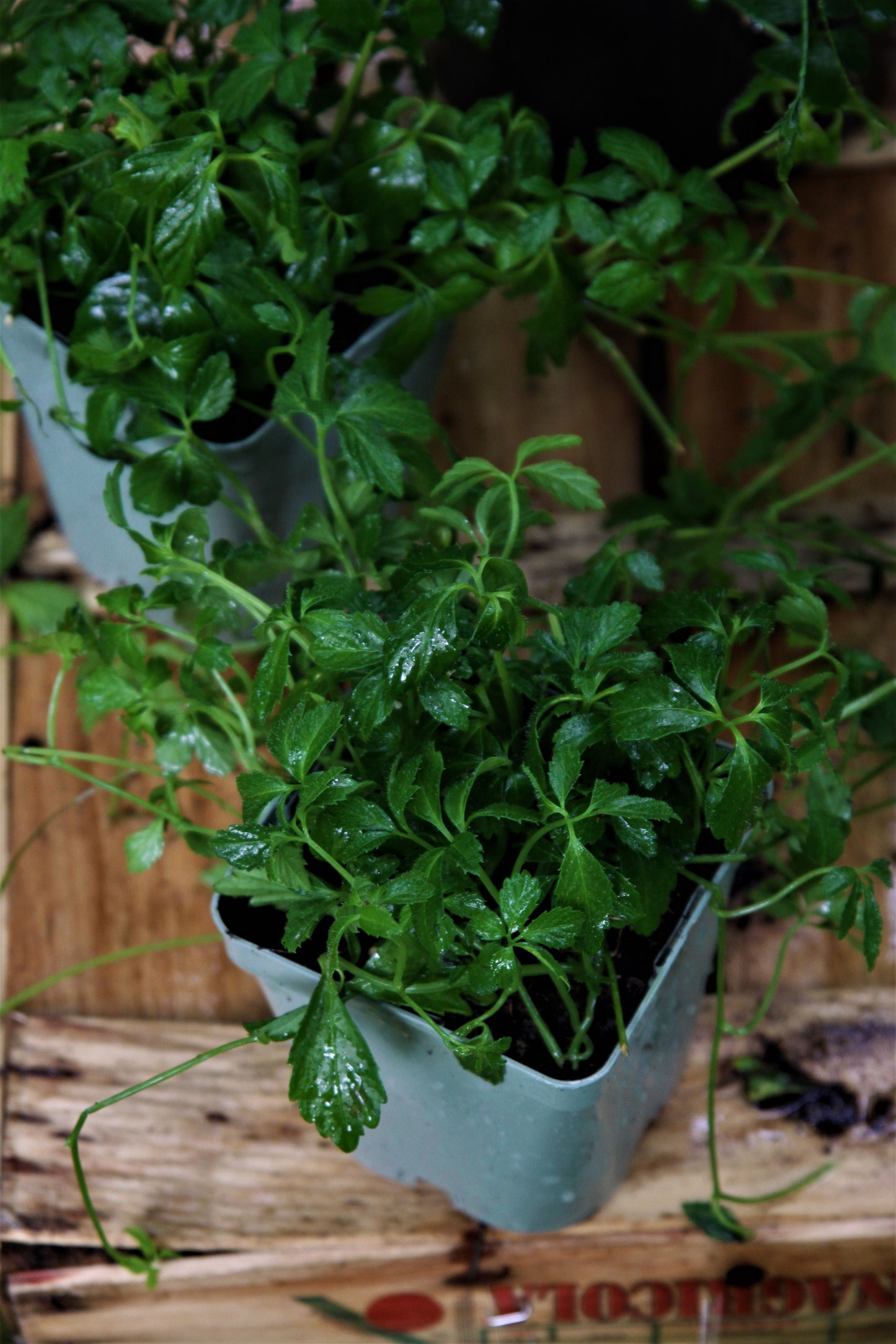 Kraut der Unsterblichkeit (Gynostemma pentaphyllum)