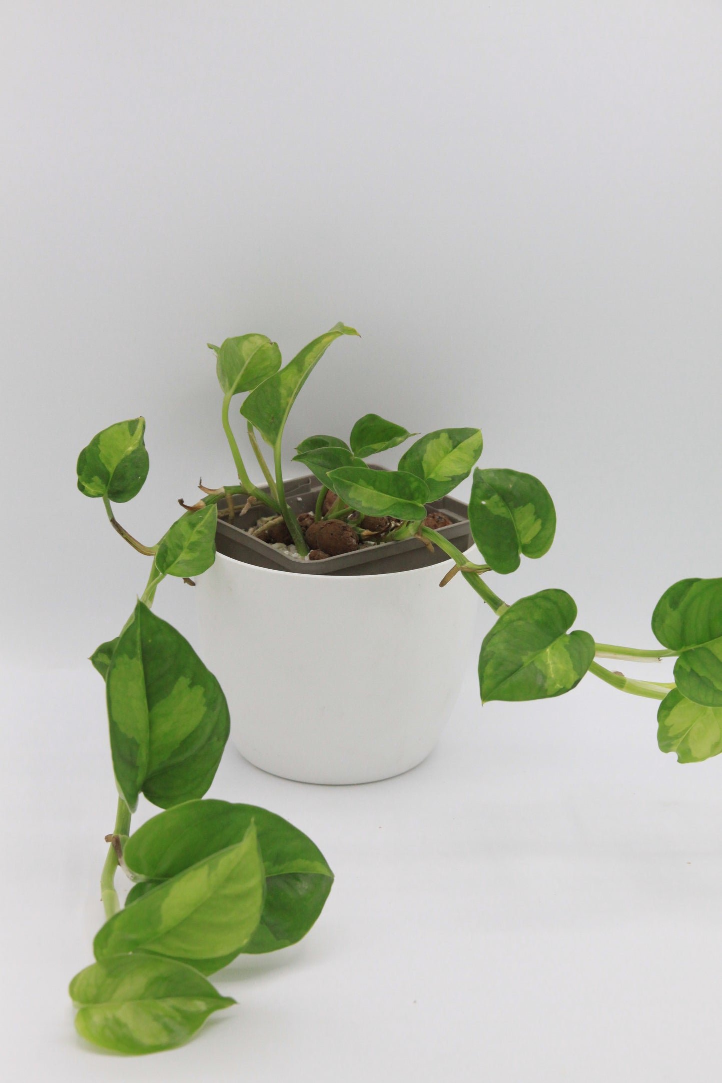 Epipremnum aureum 'Global Green'