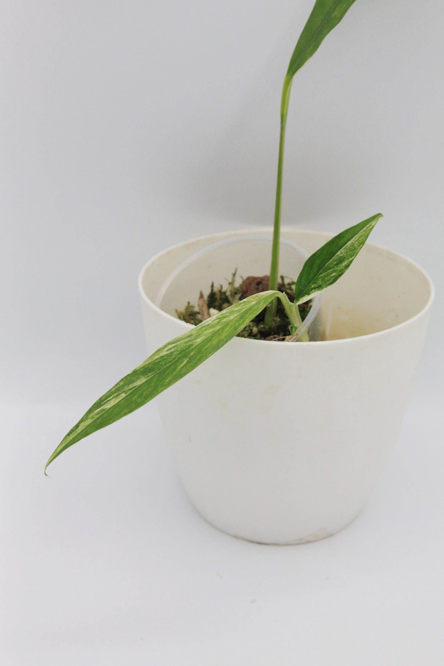 Rhaphidophora megasperma 'Variegata'