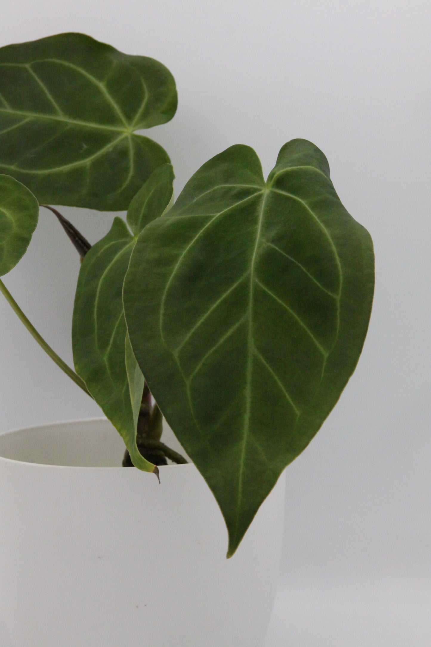 Anthurium aff. Magnificum Narrow