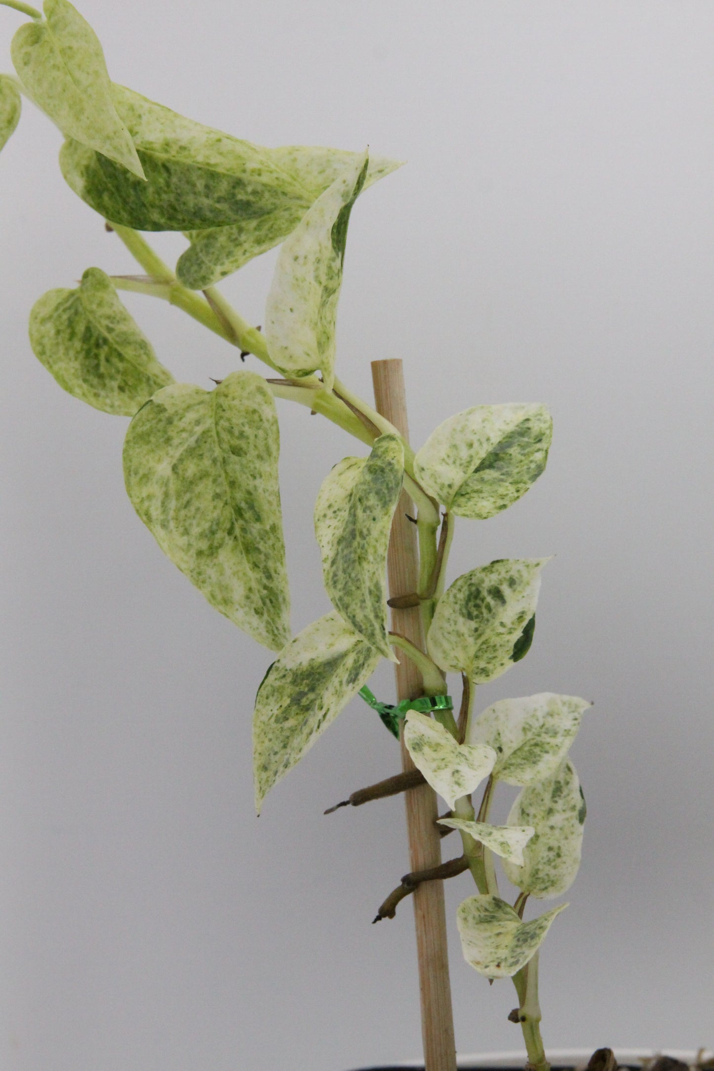 Epipremnum pinnatum 'Créme Brulee'