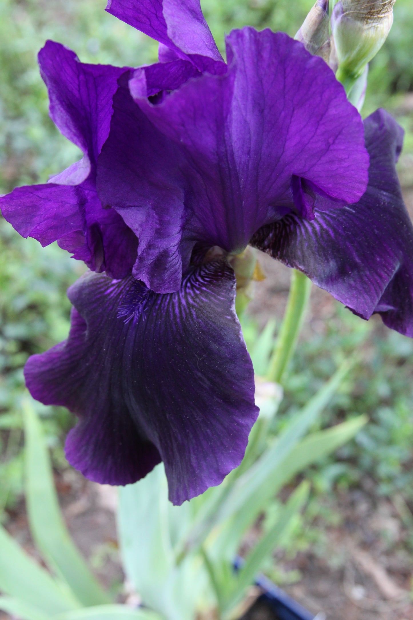 Iris x barbarta-elatior 'Nightfall'