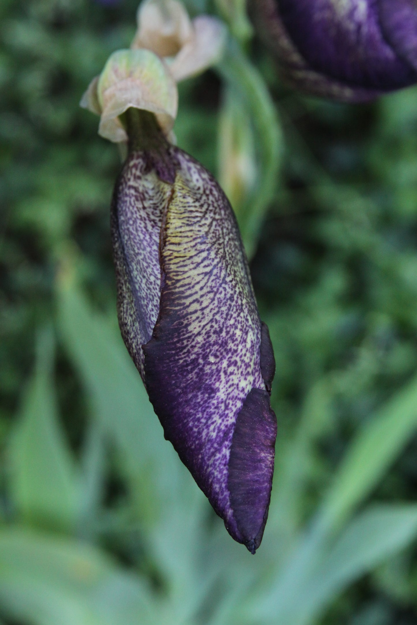 Iris barbarta-elatior 'Portwine'