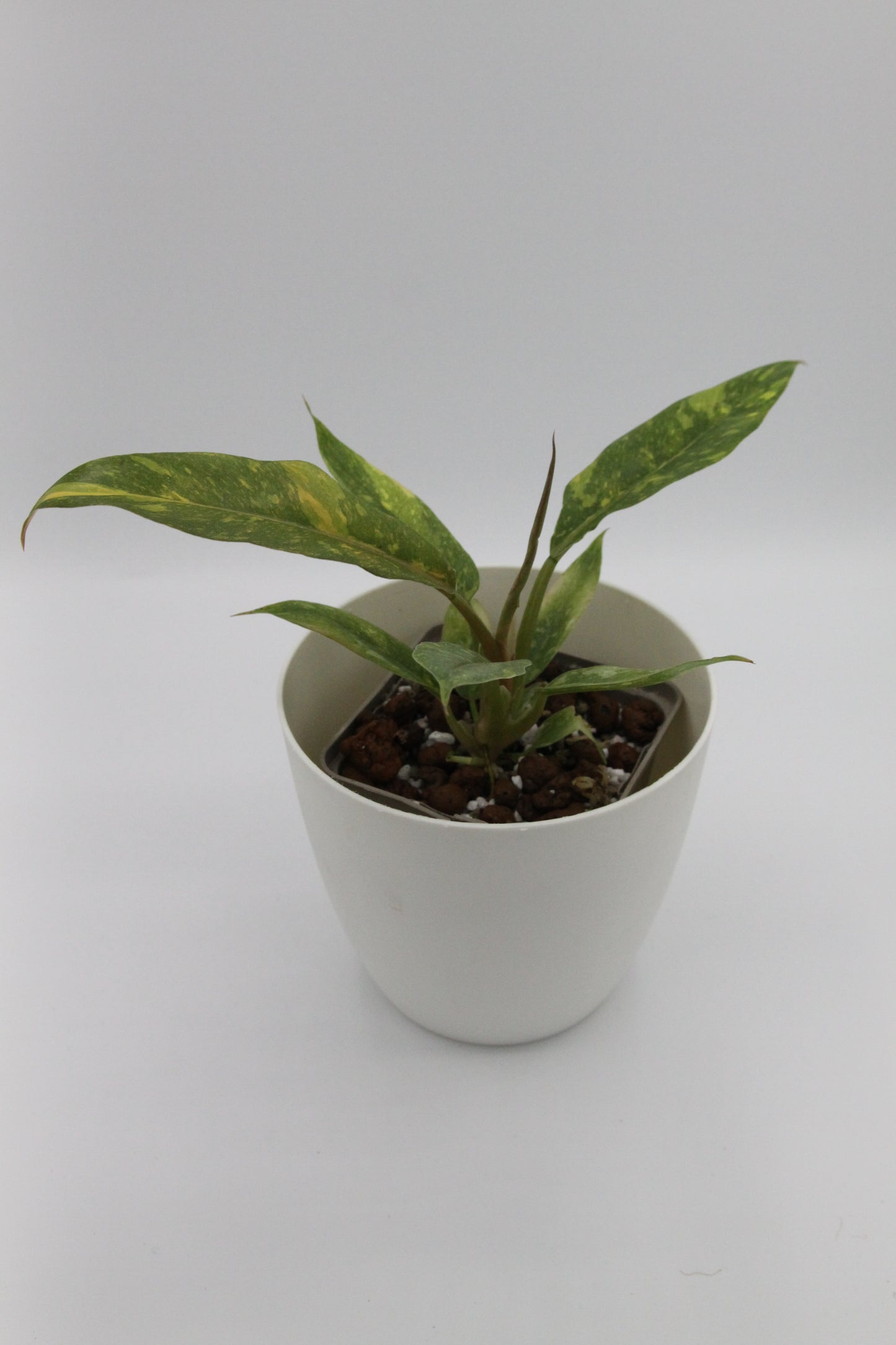 Philodendron tortum x wendlandii 'Ring of Fire'