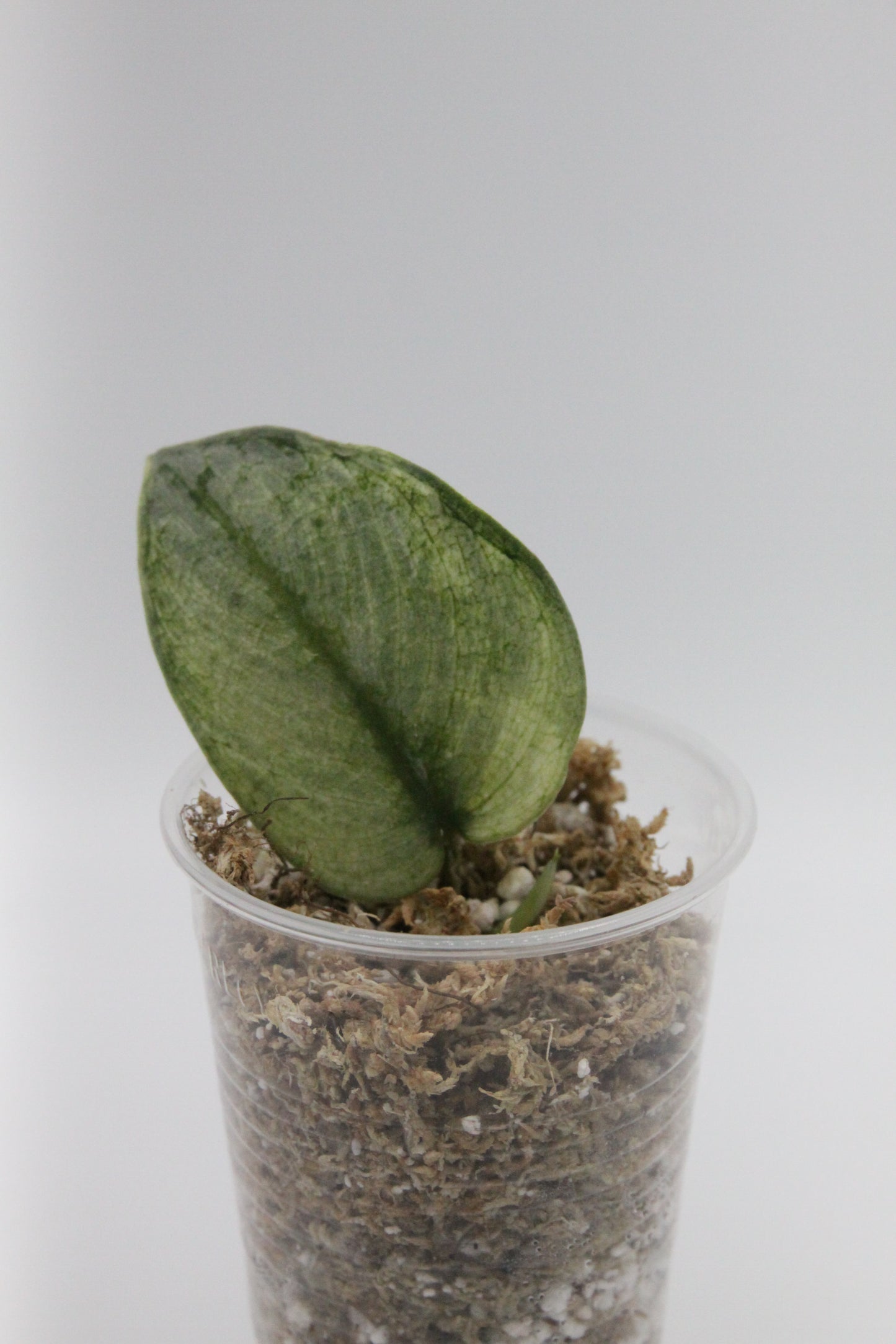 Scindapsus exotica 'Mint'