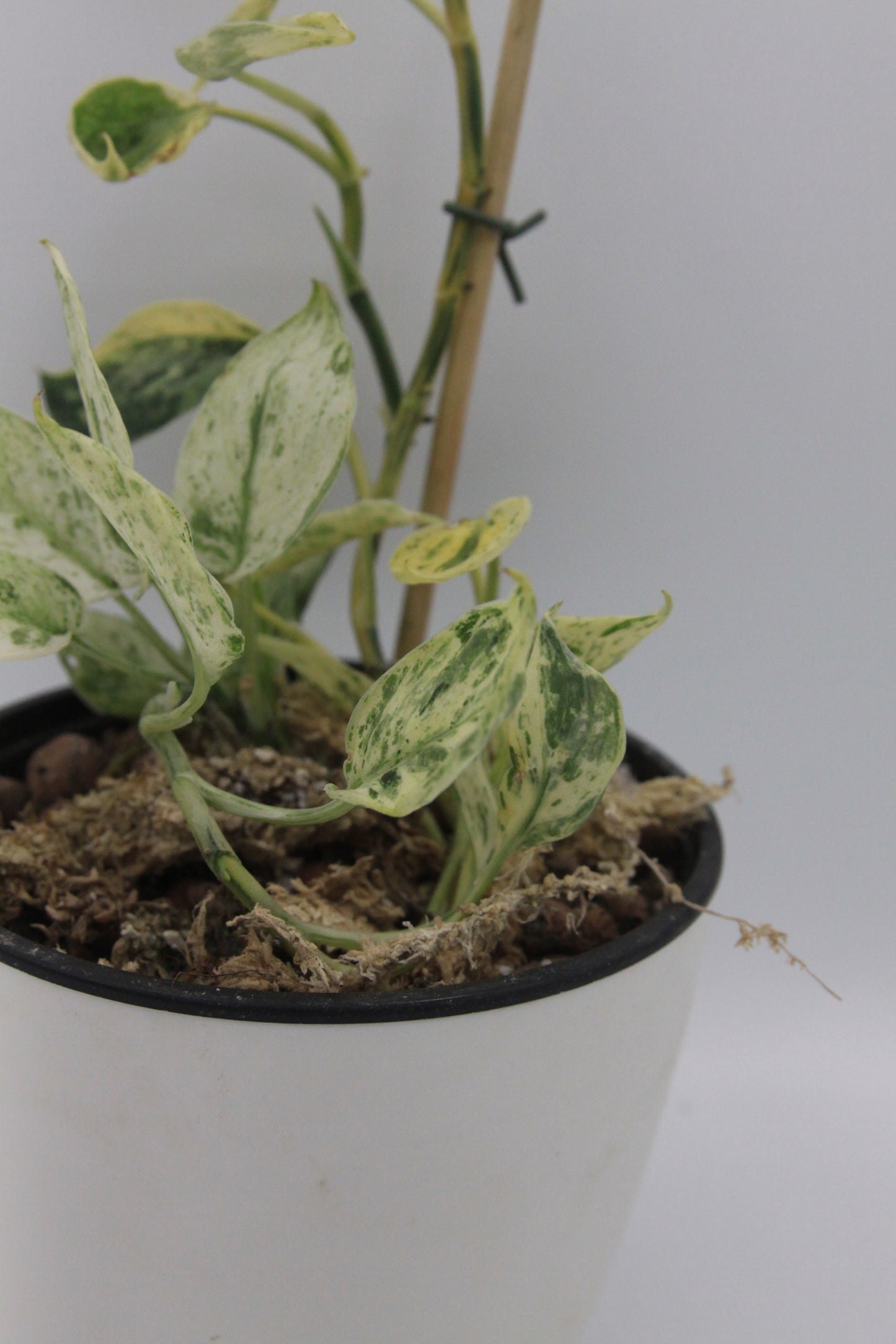 Scindapsus pictus 'Jade Satin Marble'