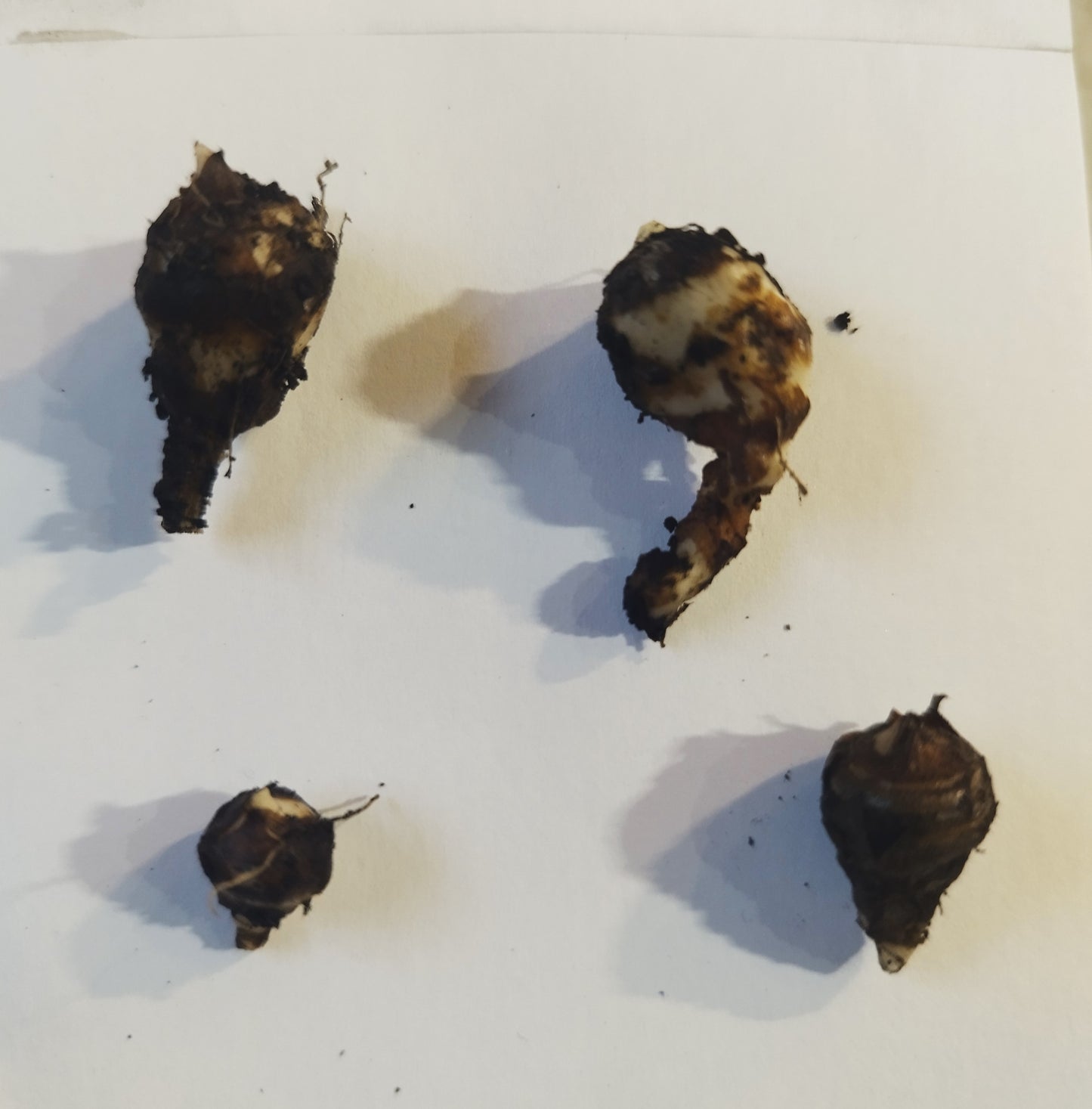 Alocasia tigrina 'Aurea'