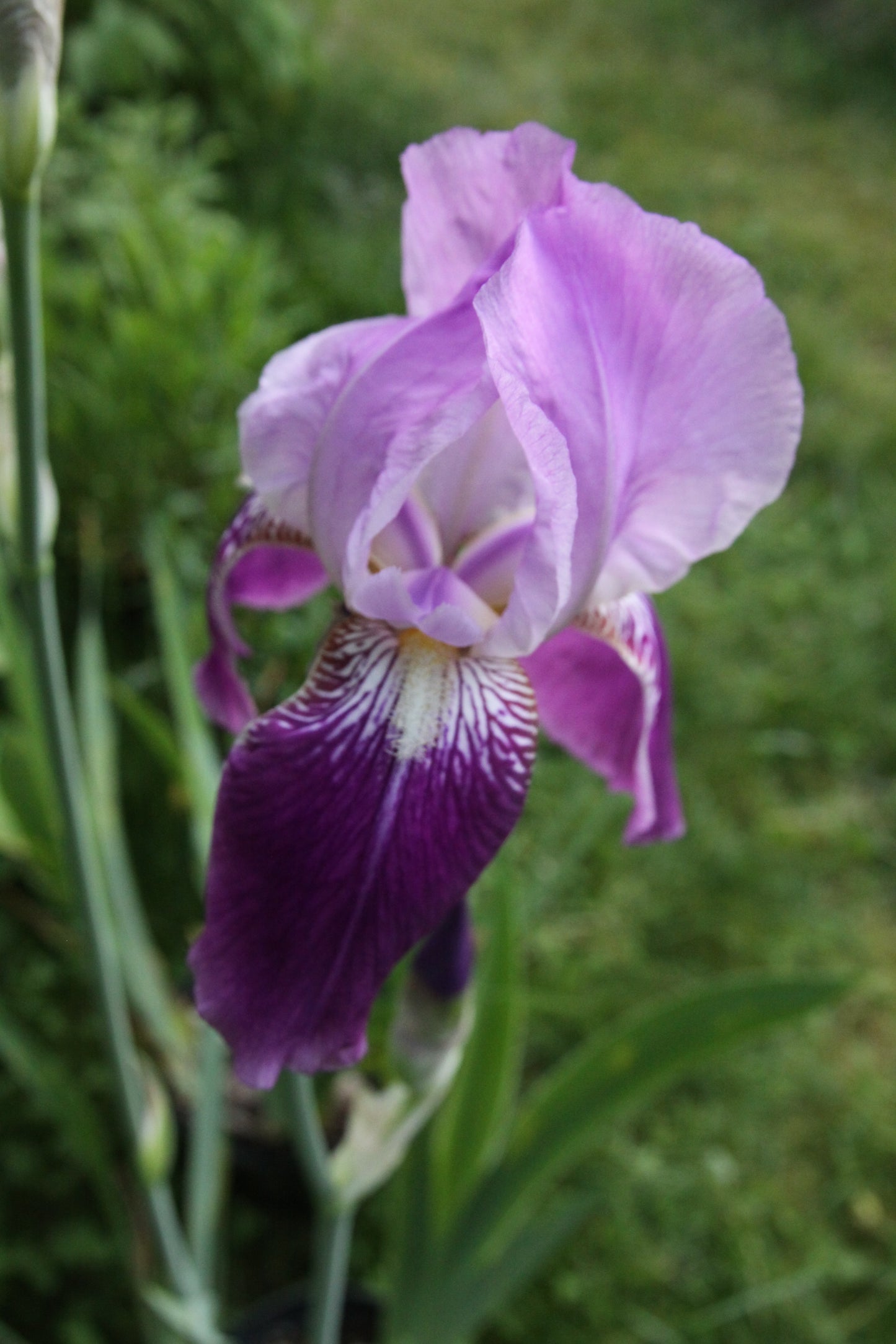 Iris barbarta-elatior (pink)