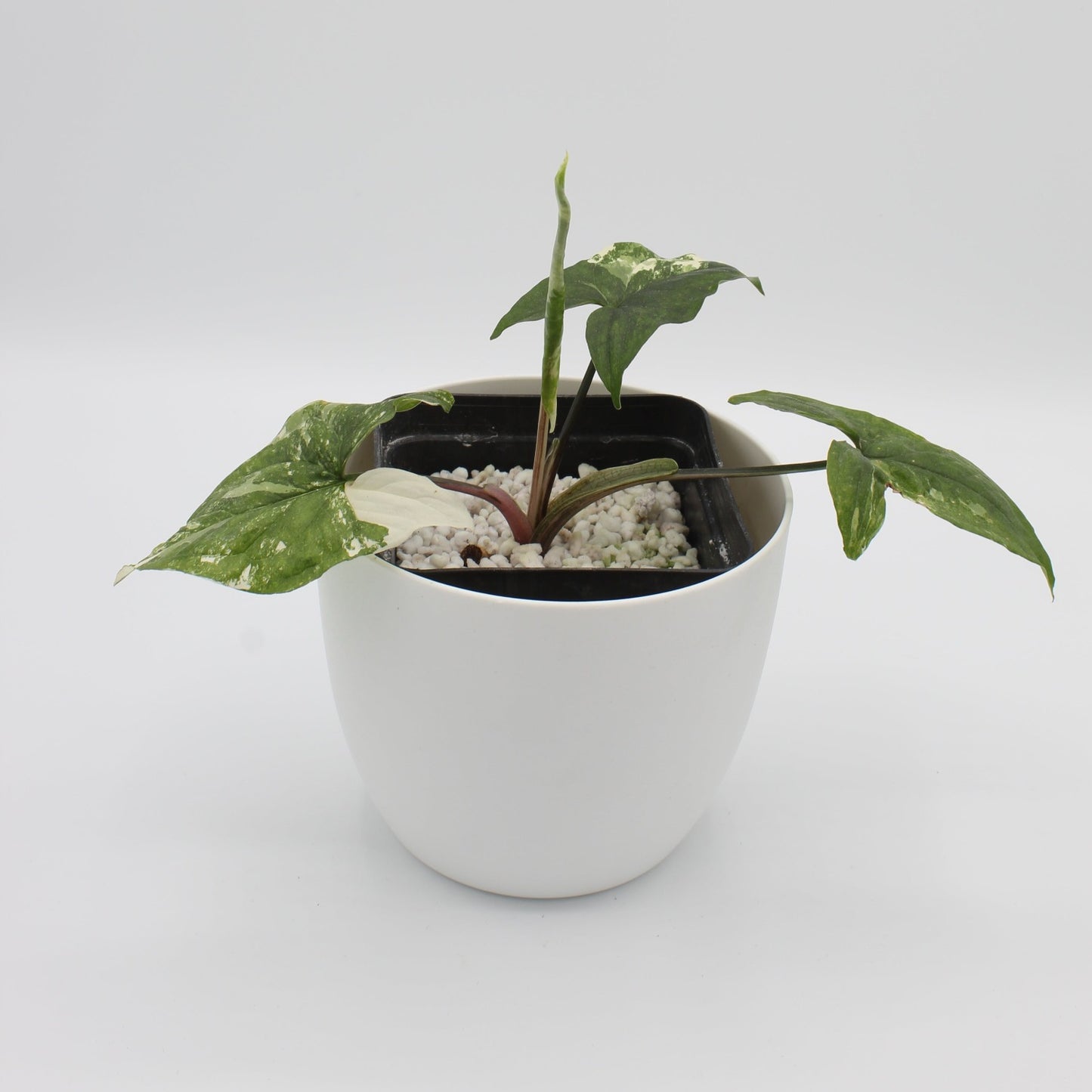Syngonium albo variagata