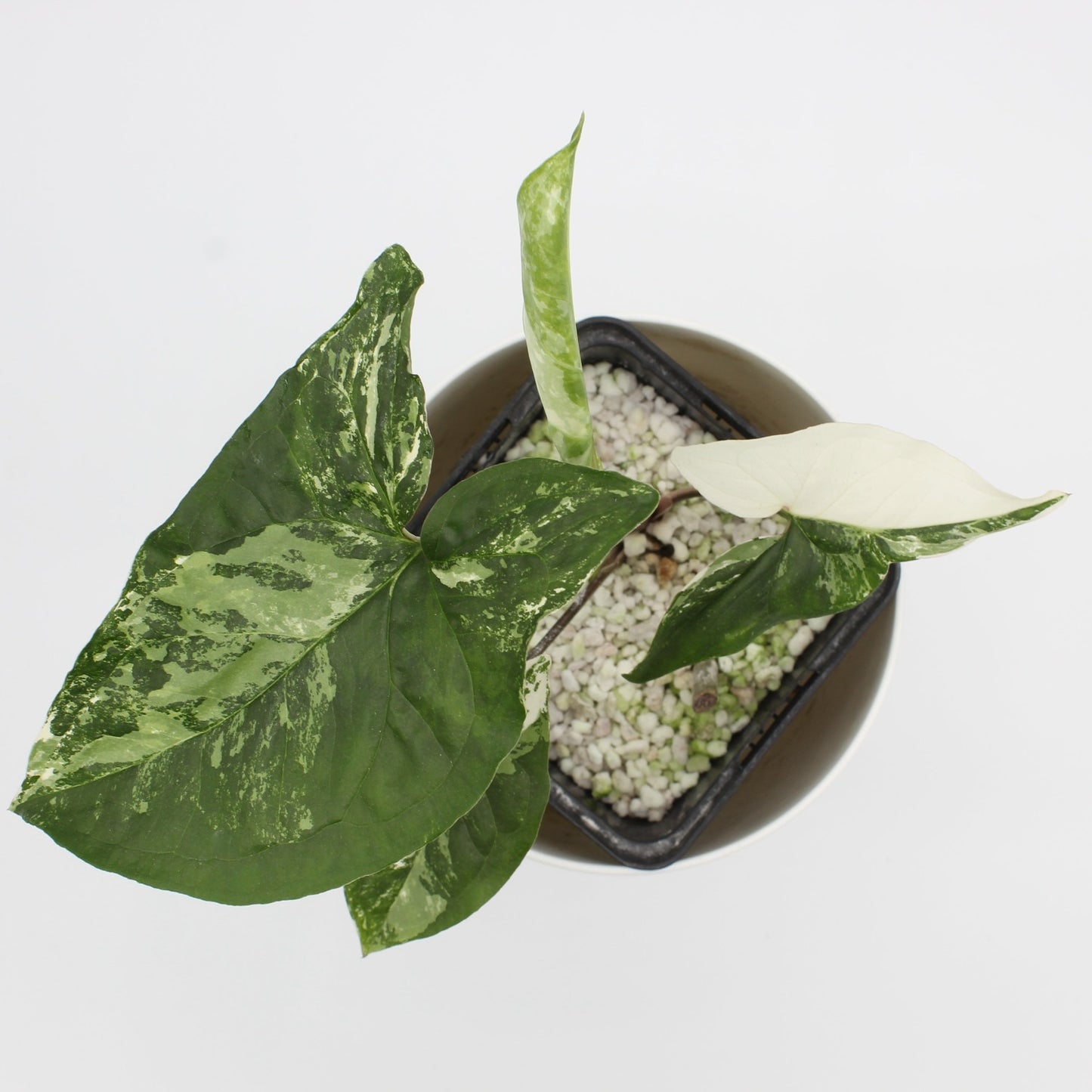 Syngonium albo variagata