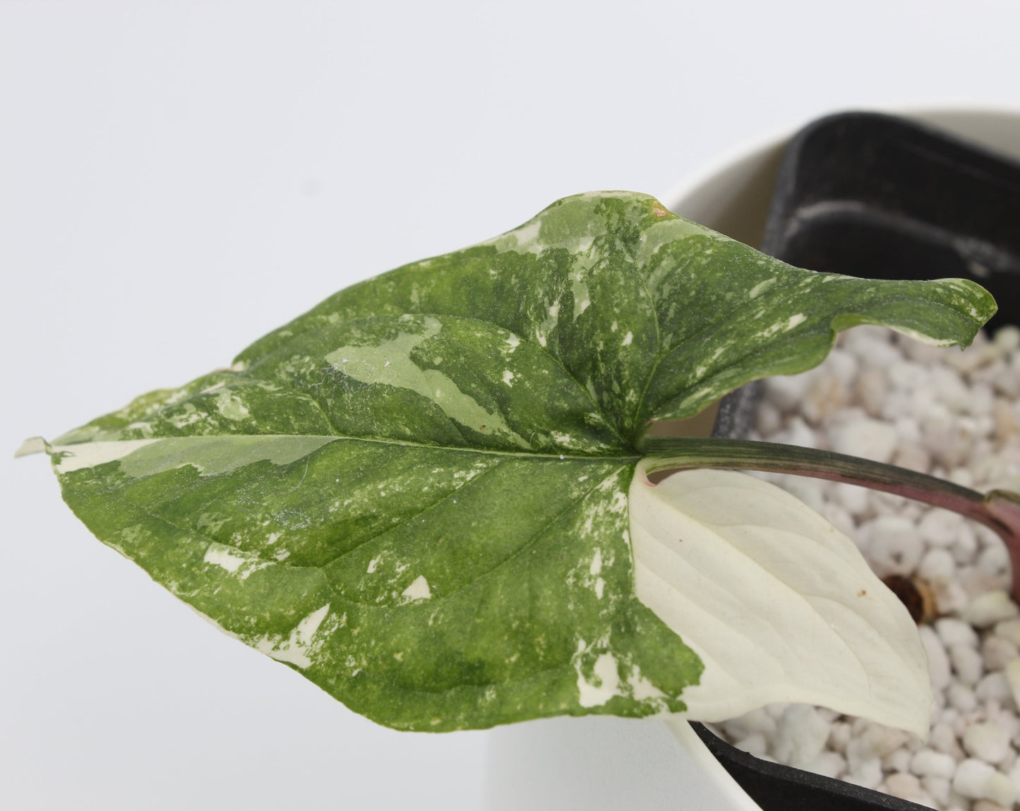 Syngonium albo variagata