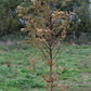 Urwelt Mammutbaum - Metasequoia glyptostroboides 'Amber Glow'