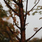 Urwelt Mammutbaum - Metasequoia glyptostroboides 'Amber Glow'