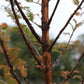 Urwelt Mammutbaum - Metasequoia glyptostroboides 'Amber Glow'