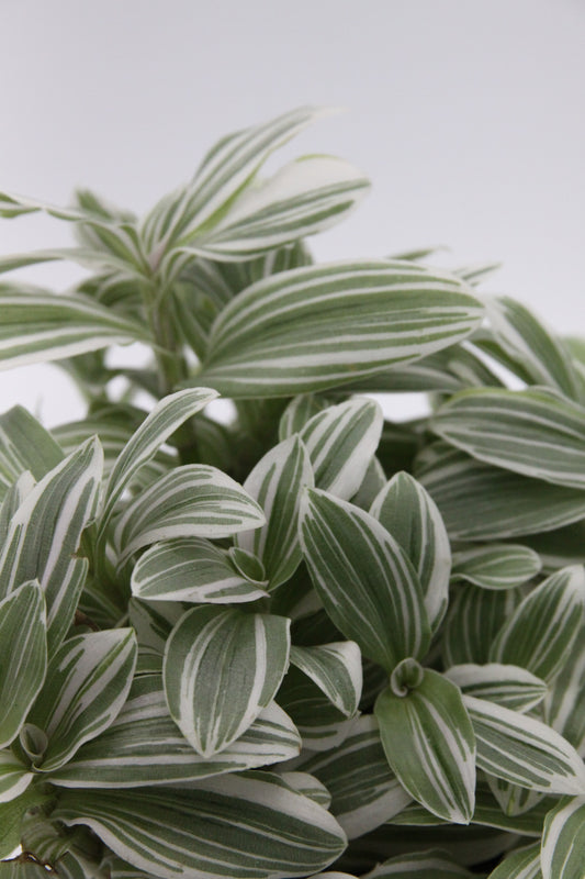 Tradescantia albiflora 'Variegata'