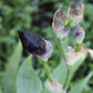 Iris x barbarta-elatior 'Black Hills'