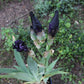 Iris x barbarta-elatior 'Black Hills'