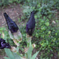 Iris x barbarta-elatior 'Black Hills'