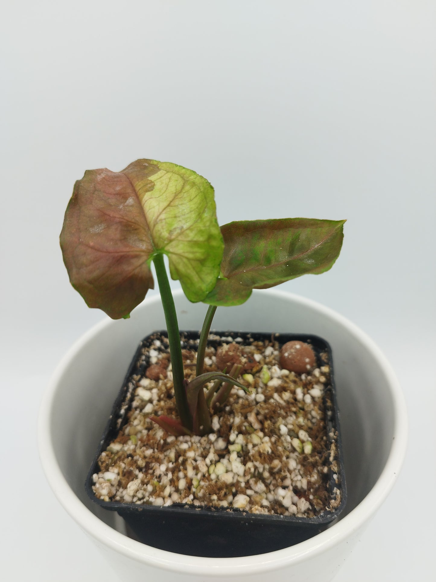 Syngonium podophyllum 'Caramel Butter'