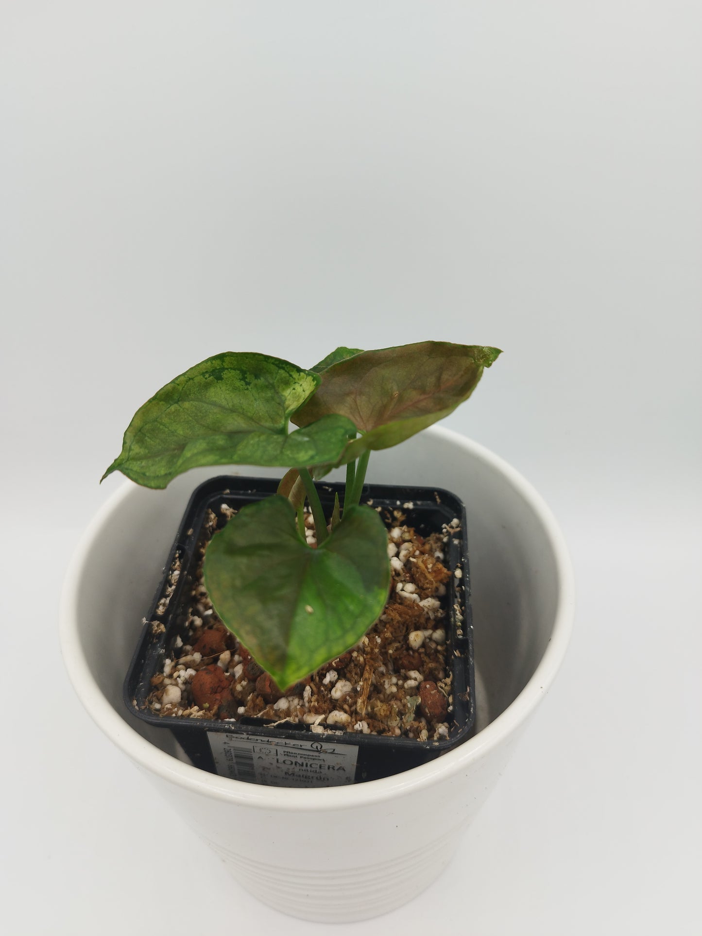 Syngonium podophyllum 'Caramel Butter'