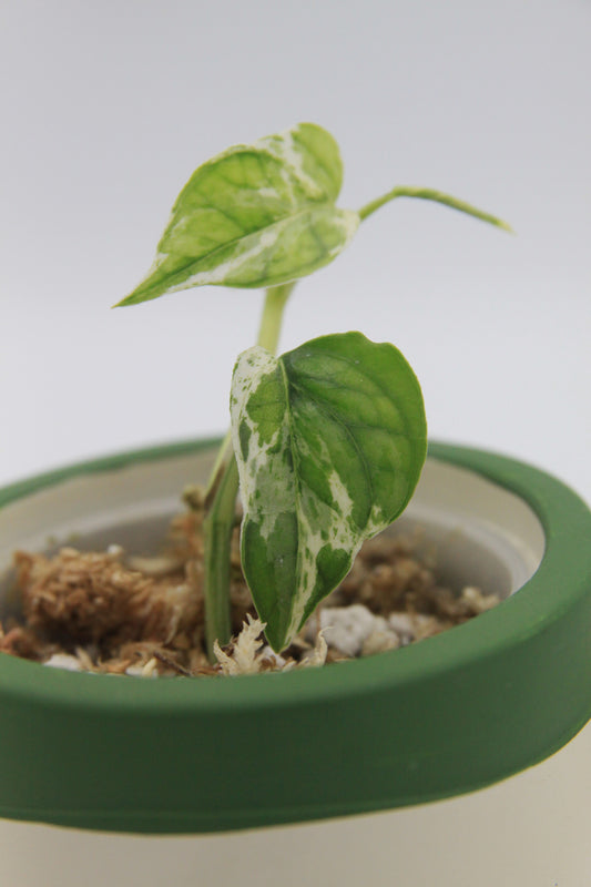 Epipremnum pinnatum 'Cebu Blue Marble Mint'