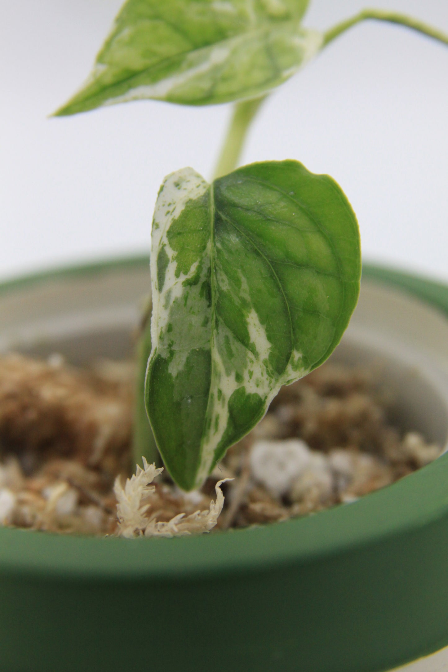 Epipremnum pinnatum 'Cebu Blue Marble Mint'