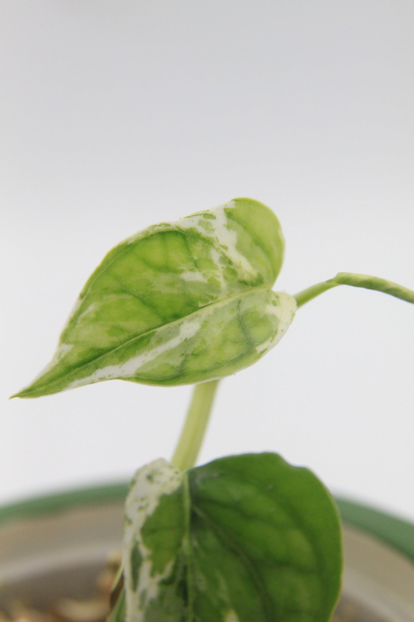 Epipremnum pinnatum 'Cebu Blue Marble Mint'