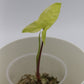 Syngonium podophyllum 'Goldie'