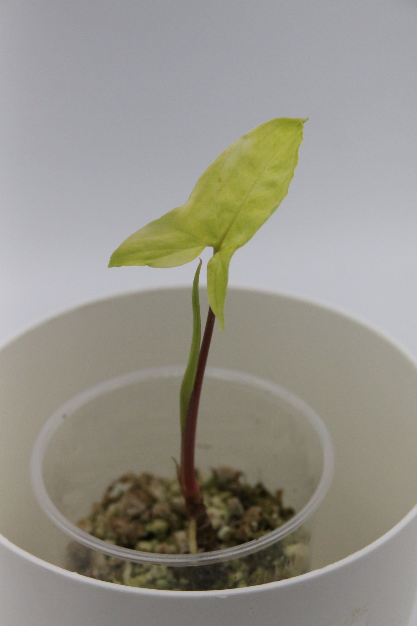 Syngonium podophyllum 'Goldie'