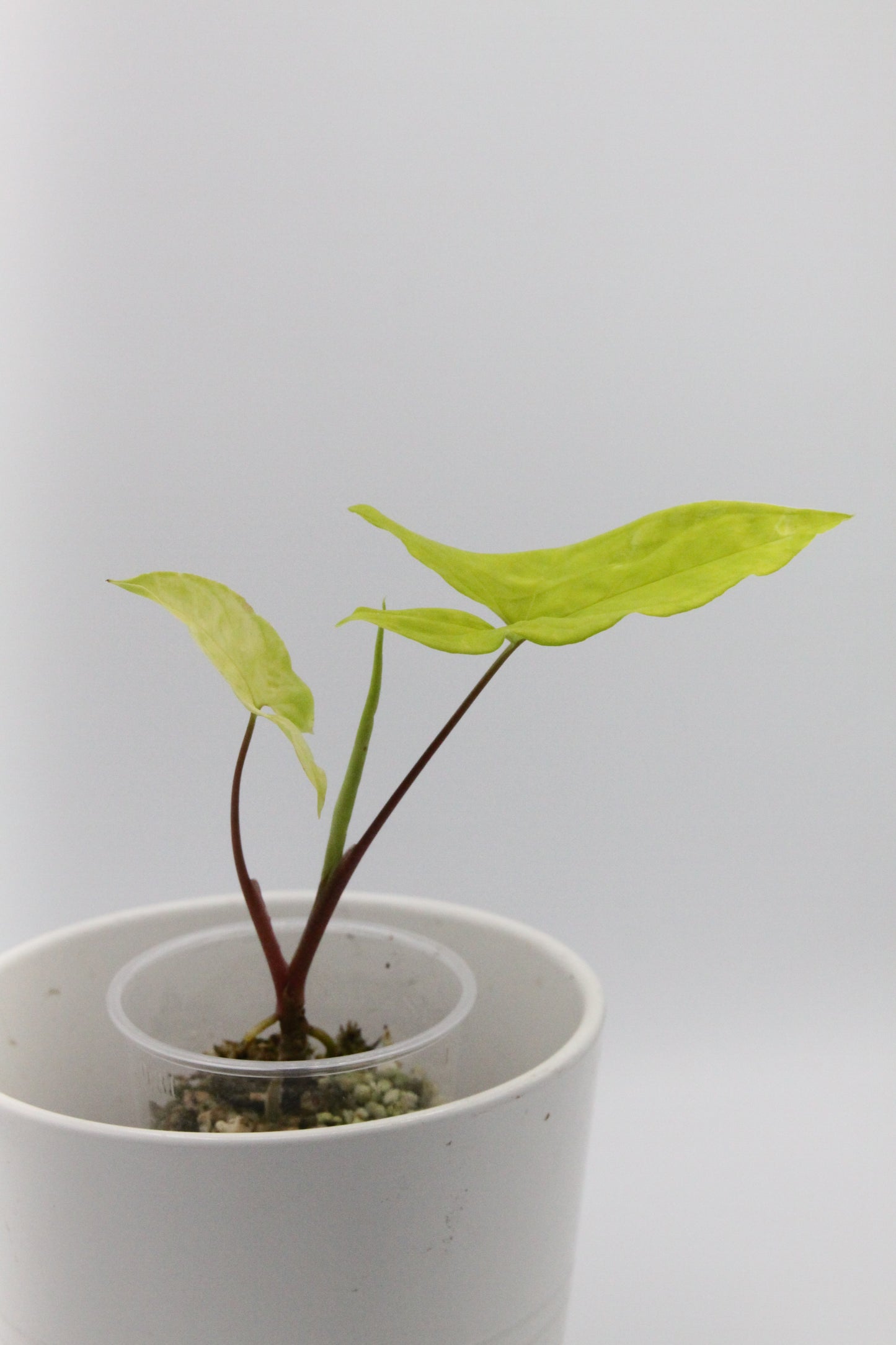 Syngonium podophyllum 'Goldie'