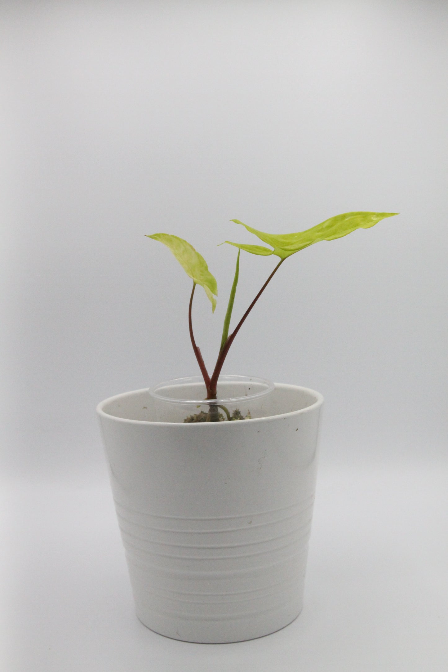 Syngonium podophyllum 'Goldie'