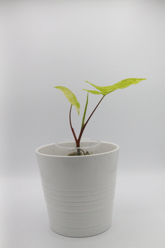 Syngonium podophyllum 'Goldie'