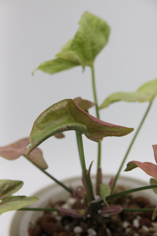 Syngonium podophyllum 'Mosaic'