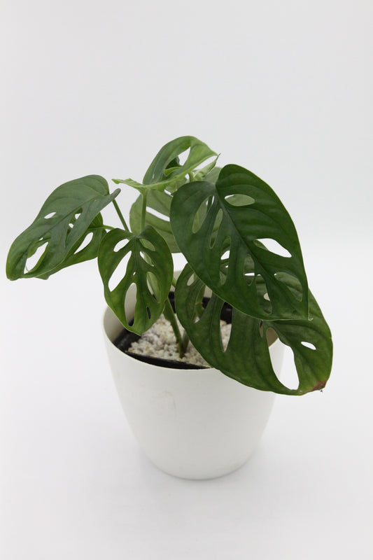 Monstera adansonii