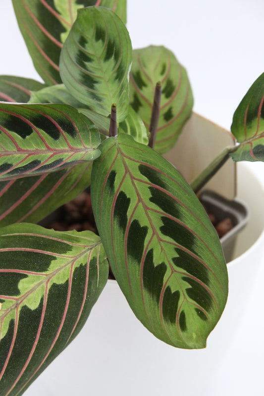 Maranta leuconeura 'Fascinator'