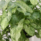 Syngonium podophyllum 'Freckles'