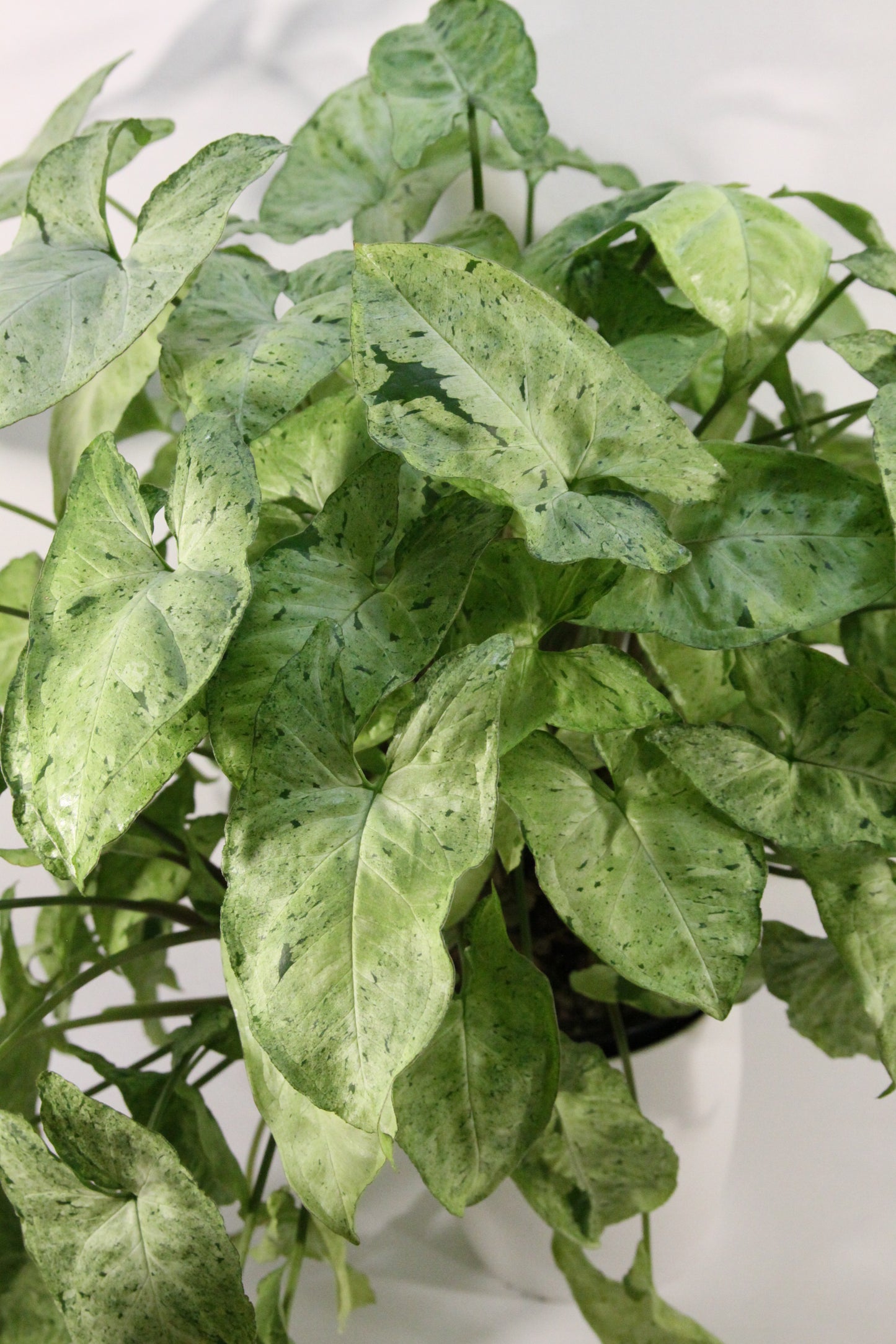 Syngonium podophyllum 'Freckles'