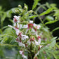 Sahne Nuss Baum - Xanthoceras sorbifolium