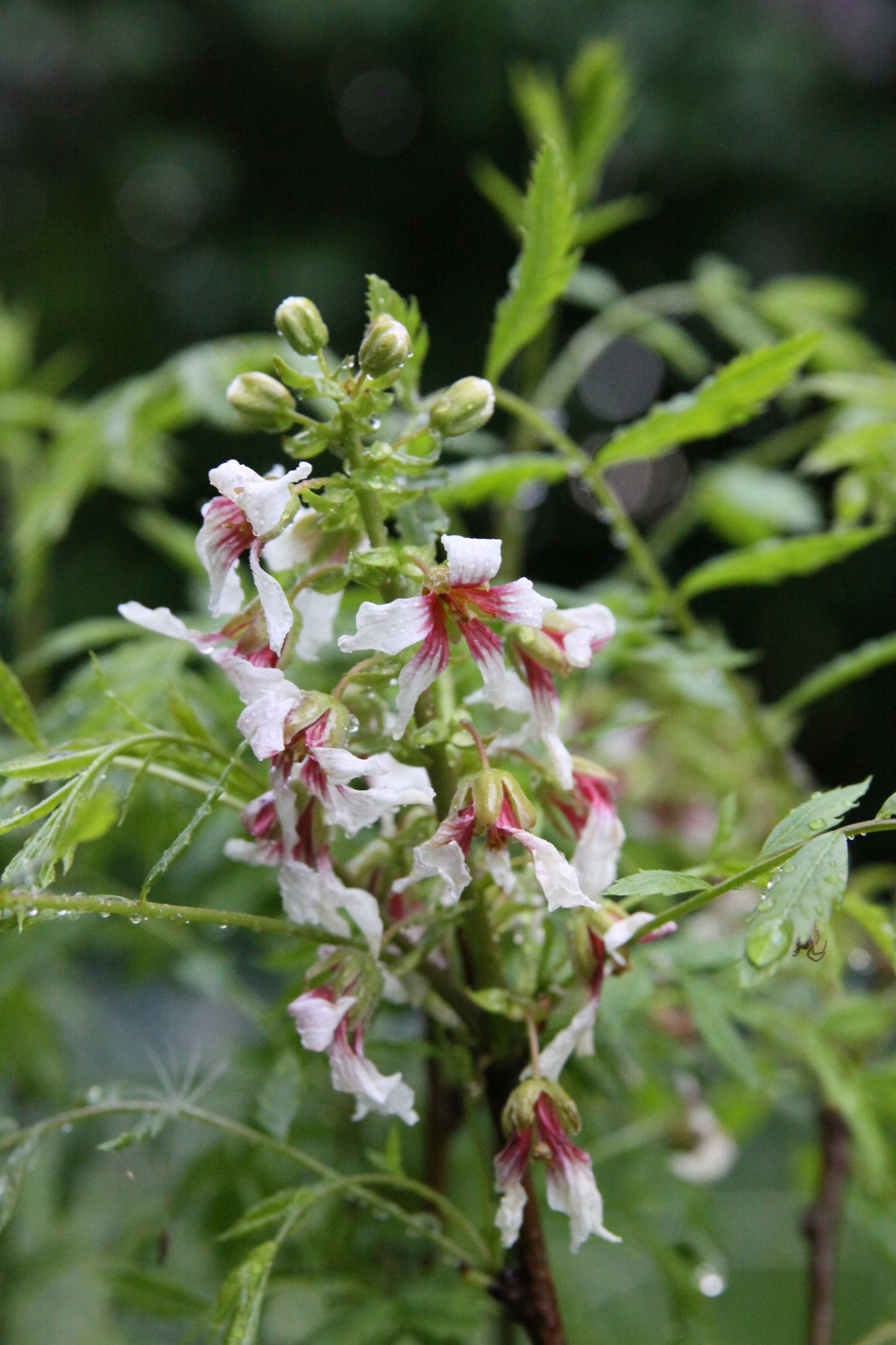 Sahne Nuss Baum - Xanthoceras sorbifolium