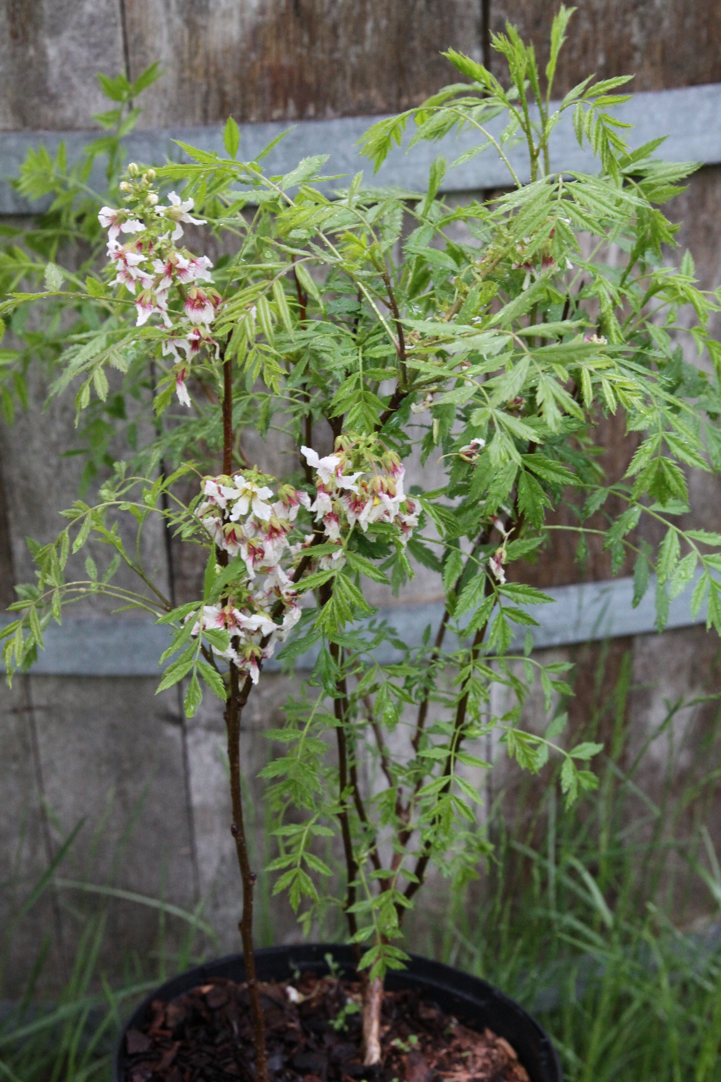 Sahne Nuss Baum - Xanthoceras sorbifolium