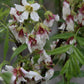 Sahne Nuss Baum - Xanthoceras sorbifolium